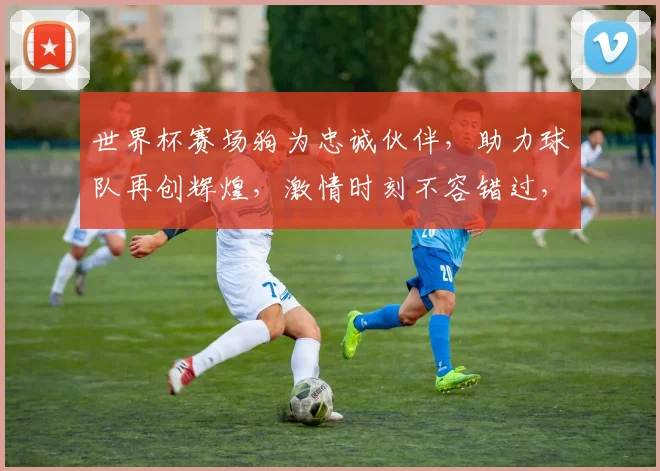 世界杯赛场狗为忠诚伙伴，助力球队再创辉煌，激情时刻不容错过，一起见证